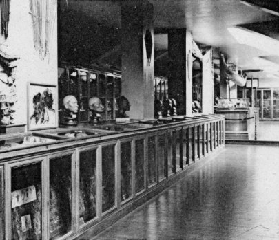 La salle anthropologique du Muséum d'Histoire Naturelle du Havre avant la guerre